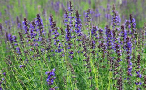 What Is Hyssop In the Bible? - Christianity FAQ