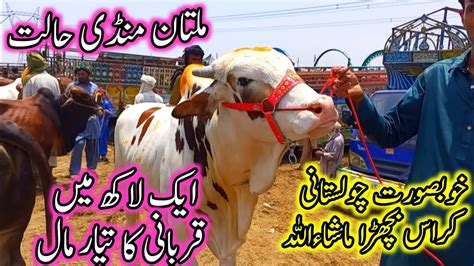 Multan Mandi Latest Update Today Routine Janwar Mandi Update Cow