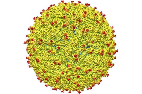 Zika Virus Structure Revealed A Critical Advance In The Development Of Treatments