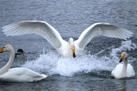 Los Cisnes Salvajes Nadan En El Lago Con Amplias Alas Abiertas Imagen