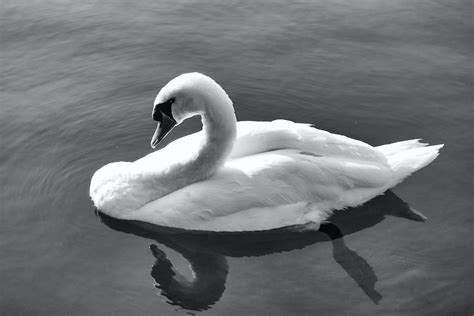 Swan in a Lake in Black and White · Free Stock Photo