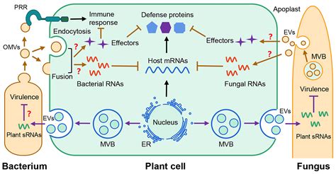 Pathogen Derived Extracellular Vesicles Emerging Mediators Of Plant