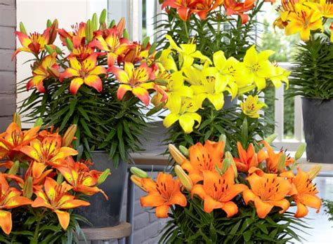 Купить посадочный материал с доставкой по России | Интернет-магазин Беккер