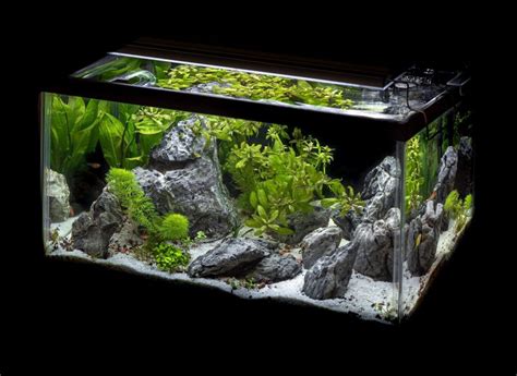 Information What Is A Brackish Aquarium? - PetAquariums Update