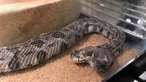 Two-Headed Rattlesnake Found In Arkansas [Photos]