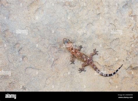 mediterranean house gecko Stock Photo - Alamy