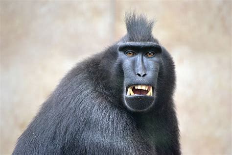 4,300+ Monkey Teeth Stock Photos, Pictures & Royalty-Free Images - iStock