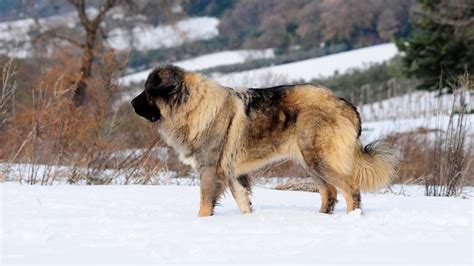 Caucasian Shepherd Dog Breed Health and Care | PetMD