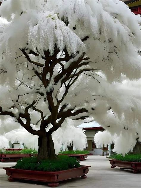 Pin by Yohan on Árboles Hermosos Exotic flowers Unique trees