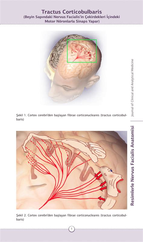 (PDF) Corticobulbar Tract