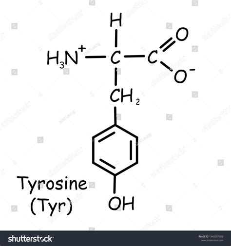 Amino Acid Chemical Structure Tyrosine Tyr Stock Illustration