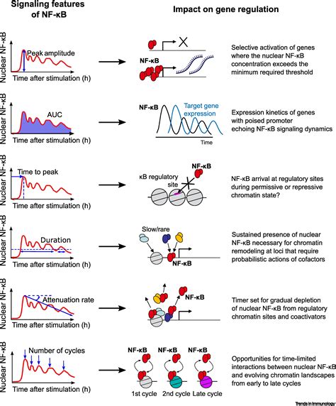 Nf κb Dynamics In The Language Of Immune Cells Trends In Immunology