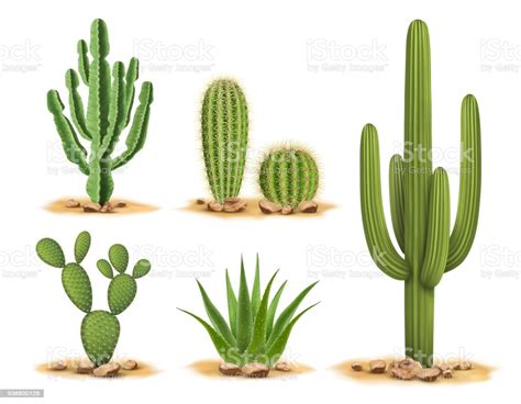 Cactus Plants Set Of Desert Among Sand And Rocks Stock Illustration Download Image Now