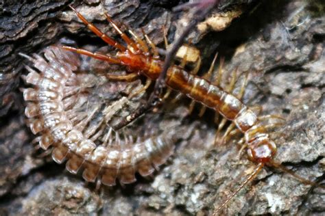 Garden Lithobius From Clarion County Pa Usa On August 21 2023 At 05