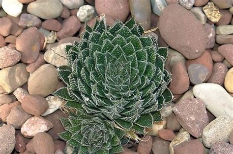 Aloe Aristata Cuidados B Sicos Gu A Pr Ctica