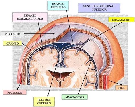 Tercera Parte Del Sistema Nervioso Del Ser Humano