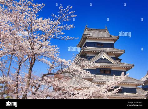 Yoshino Cherry Blossoms And Matsumoto Castle Stock Photo Alamy