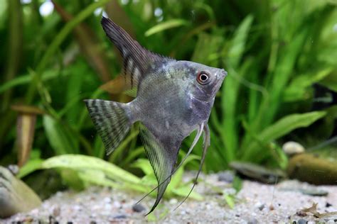 California Skalar Pterophyllum scalare Südamerika Buntbarsche