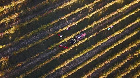 Bd A Consorzio Tutela Brachetto D Acqui D O C G Vendemmia