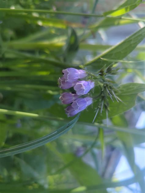 Common Comfrey Live Root Cuttings Free Shipping Etsy