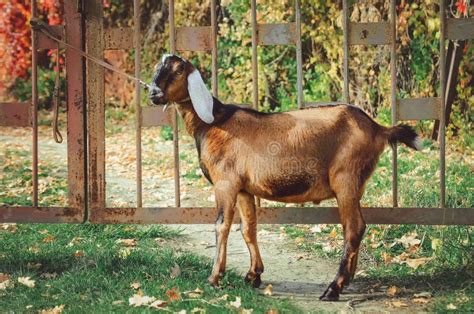 A Cute Anglo Nubian Goat Stock Image Image Of Green 130483959