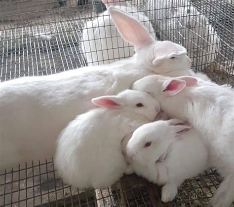 How Many Times Do Rabbits Mate A Day Mating Habits Justagric