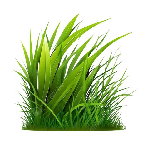 Grass Plant Natural White Background Transparent, Grass, Natural, Plant ...