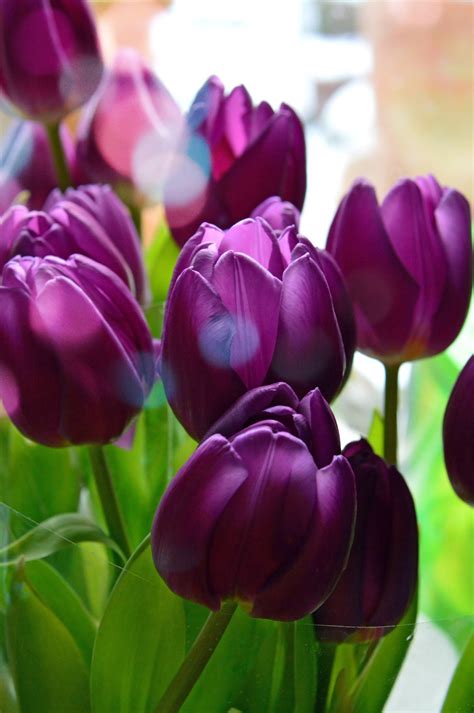 [400+] Spring Flowers Wallpapers | Wallpapers.com