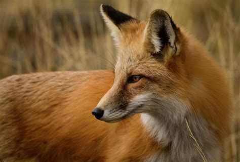 Wyoming Wildlife Calendar Photo Contest Opens May 4 - Sporting Classics ...