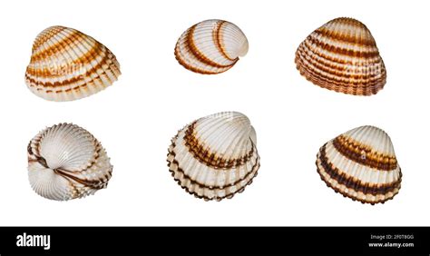 Striped sea shells on the beach Cut Out Stock Images & Pictures - Alamy