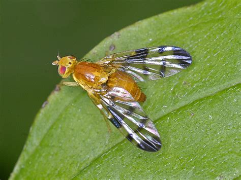 Díptera Conoce Todo Sobre Este Orden De Insectos