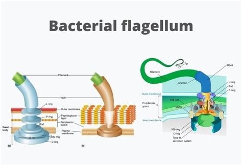 Flagella Definition Structure Types Functions Rotation Examples