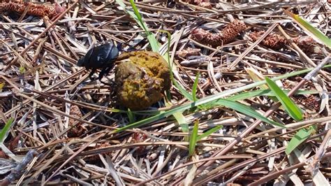 Dung Beetles Pushing Poop Youtube