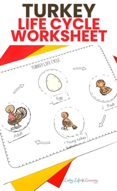 Life Cycle Of A Turkey Worksheet Learn How Turkeys Grow