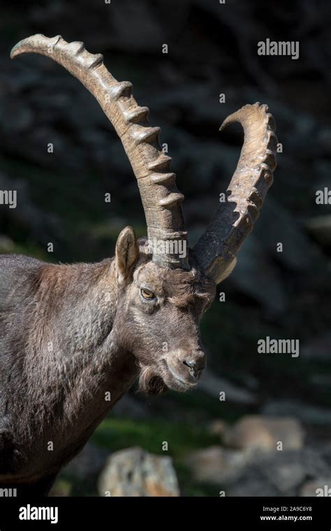 Large horns hi-res stock photography and images - Alamy