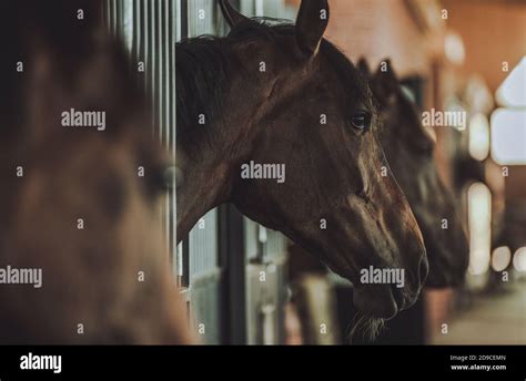 Dark Brown Horses Inside Equestrian Facility Boxes Side View Stock ...