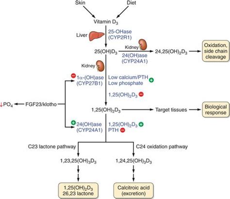 Metabolic Pathway Of Vitamin D