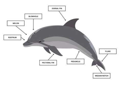 Dolphin Life Cycle Diagram For Kids