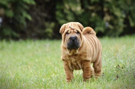 The Shar Pei German Shepherd Mix One Of A Kind