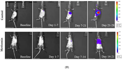 Biomedicines Free Full Text Low Dose Metformin As A Monotherapy