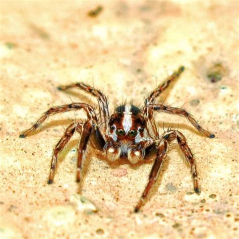 480+ Cute Tarantula Pictures Stock Photos, Pictures & Royalty-Free ...