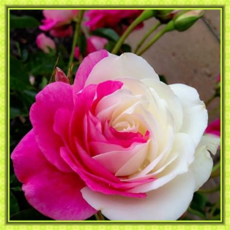 100pcs Bonsai Rare Rose Plants Beautiful Rainbow Rose Garden Flowers High Survival Seeds Bonsai