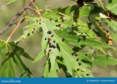 Black Galls Caused By Maple Bladder Gall Mite Or Vasates Quadripedes On Silver Maple Acer