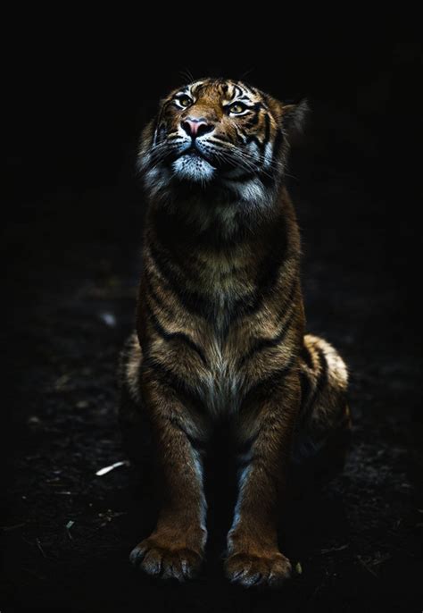 100 Black Tiger Wallpapers