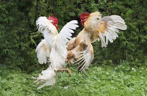 Top 5 Largest Chicken Breeds Also Laying Largest Eggs