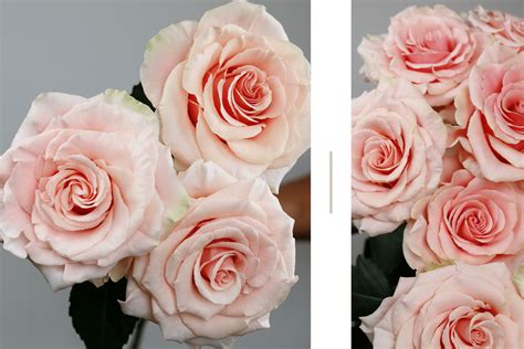 Rio Phoenix, the newest addition to our Roses Collection - Rio Roses