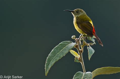 Mostly Indian Birds: Mostly Indian Birds - some of my favourites