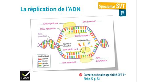 Esvt La R Plication Et Le Mode D Action De L Adn Polym Rase Youtube