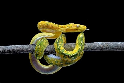 Premium Photo The Green Tree Python Morelia Viridis Coiled On A