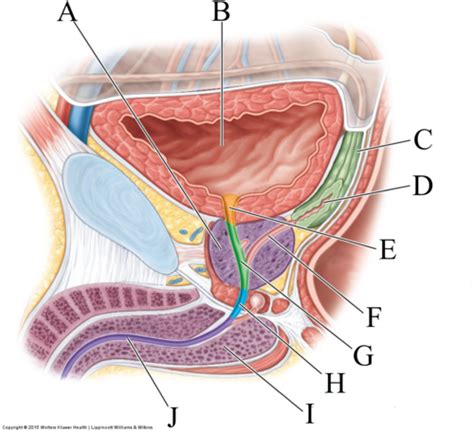 Pelvis And Perineum II Flashcards Quizlet